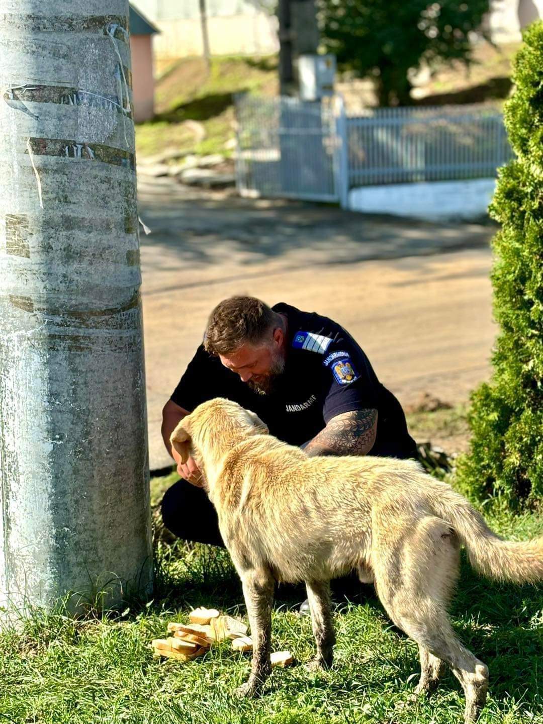 Gest de omenie:Un jandarm călărășean își împărțea pachetul cu un câine, în timpul misiunii din zonele inundabile din Galați