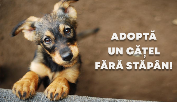 Târg special de adopție pentru câinii fără stăpân