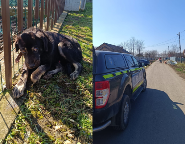 ARESTAT DE POLIȚIȘTI PENTRU RĂNIREA GRAVĂ A ANIMALELOR CU INTENȚIE