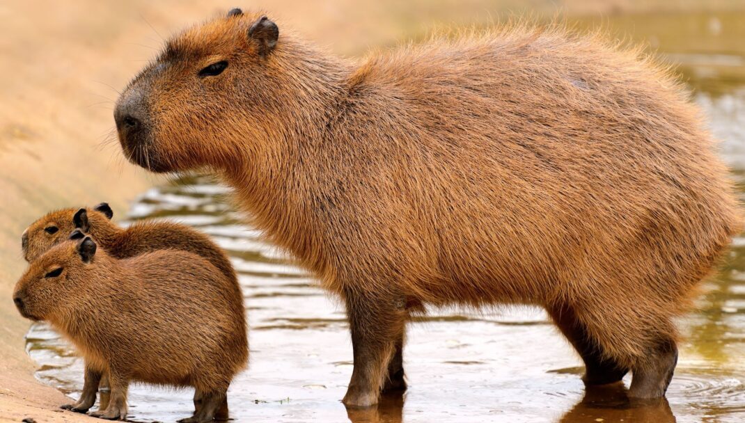 Capibara – maestrul liniștii din lumea animală, cel mai calm locuitor al planetei