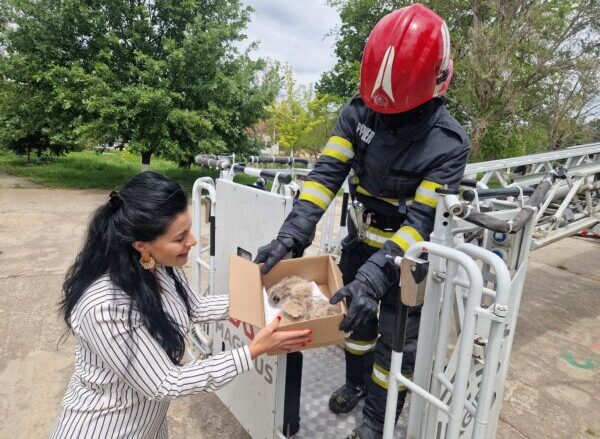 Trei pui de bufniță salvați de pompieri în Dichiseni: „Pufosul, Norocel și Gălăgiosul” s-au întors acasă în cuib
