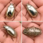 Unde deșertul sărută oceanul: Spectacolul natural al Coastei Scheletelor din Namibia